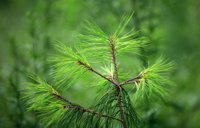 国家一级保护植物巧家五针松种群规模大幅增长