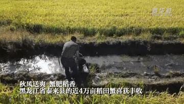 黑龙江泰来:稻香蟹肥 一田双收