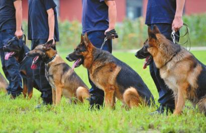 狗狗也要考职称警犬考职称最高专家级