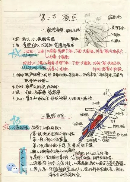 小小的腋窝裏面其实藏著许多走形复杂的血管网络哦.