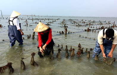 "海丝"凭借力南珠再起航