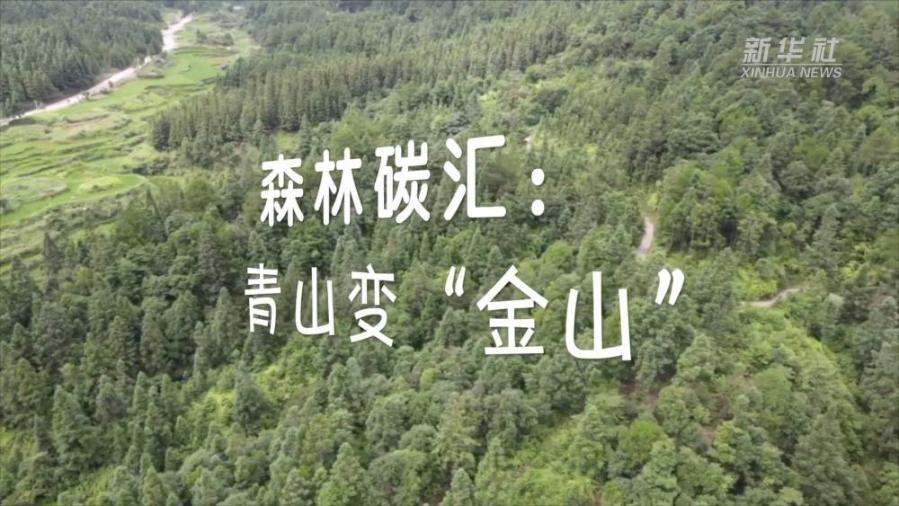 新华全媒森林碳汇青山变金山