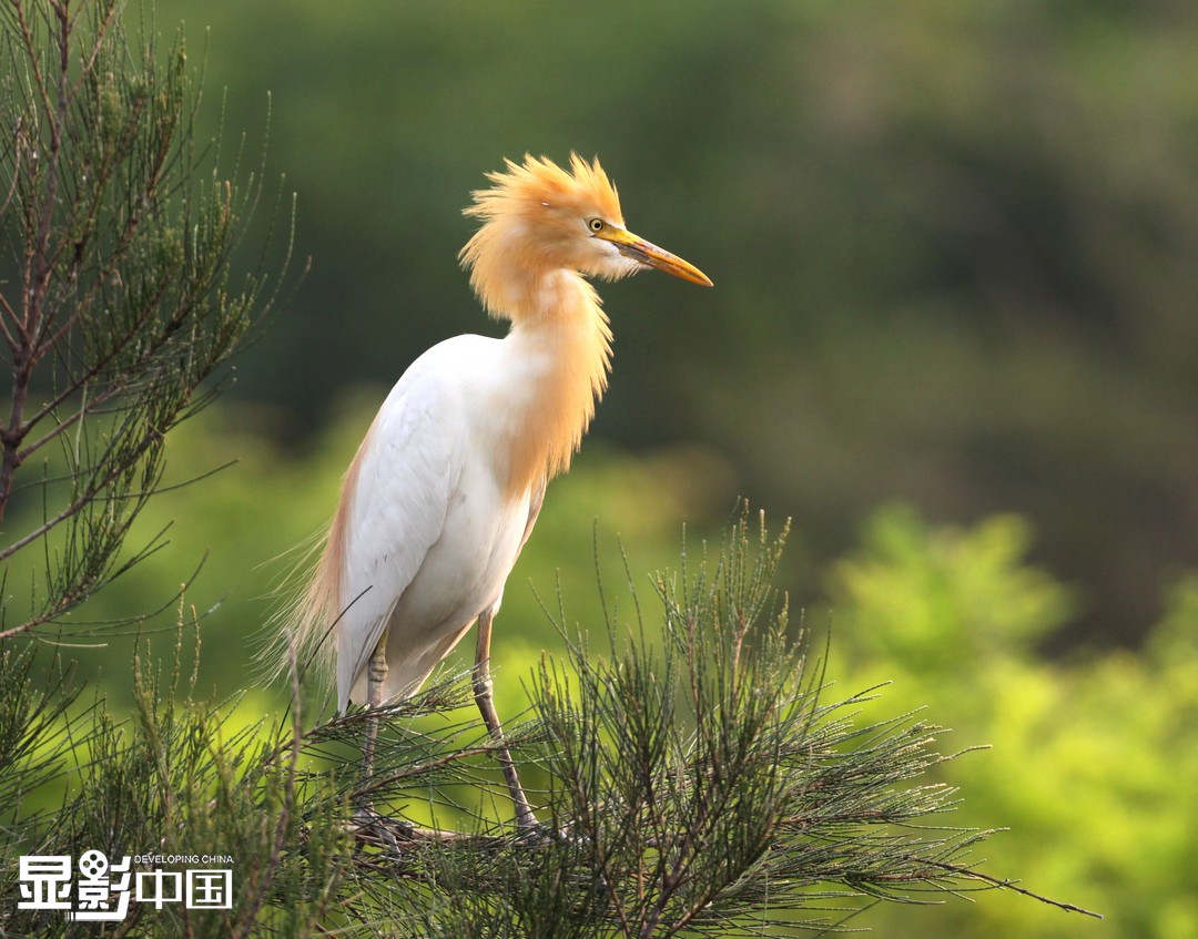宁波地处东亚-澳大利亚的候鸟迁徙路线的中端,杭州湾湿地既有广阔的