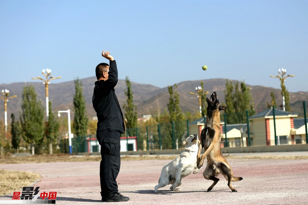 警犬的训练科目很多,训练中要根据训犬员的口令,手势做出动作.