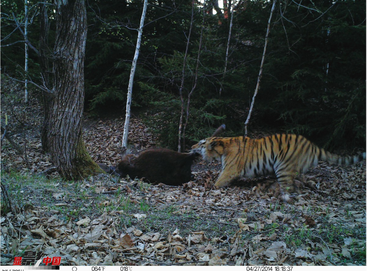 2742红外相机镜头下的野生东北虎豹