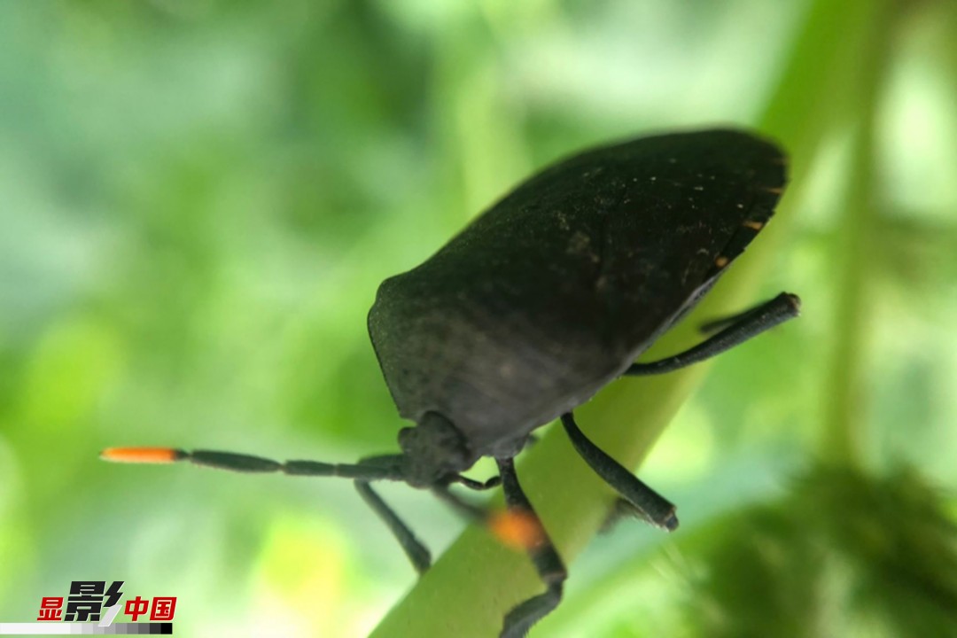 夏日趣意:漫游"昆虫王国"