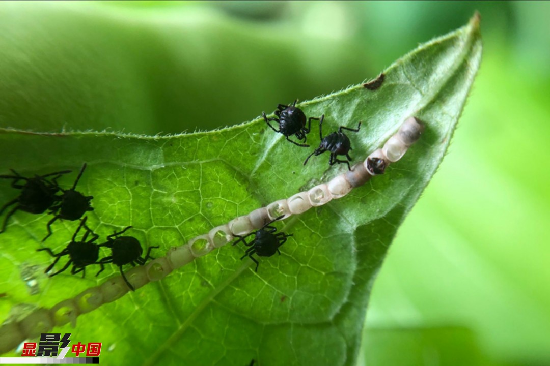 夏日趣意:漫游"昆虫王国"