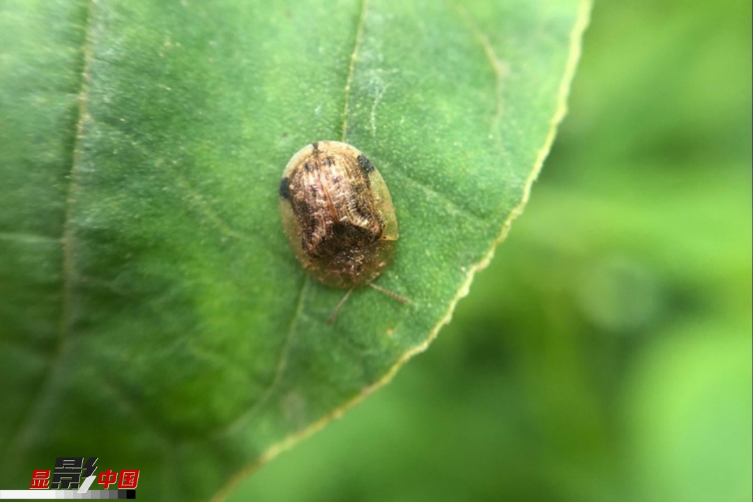 夏日趣意:漫游"昆虫王国"