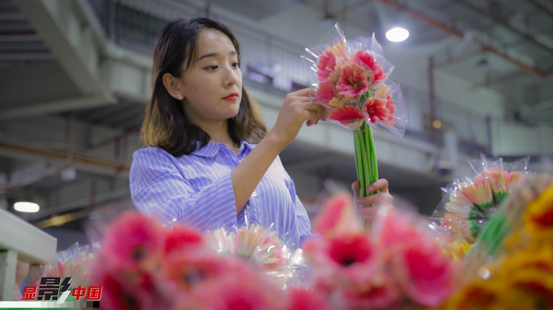 在斗南花卉市场,王黎媛仔细检查花卉是否新鲜.