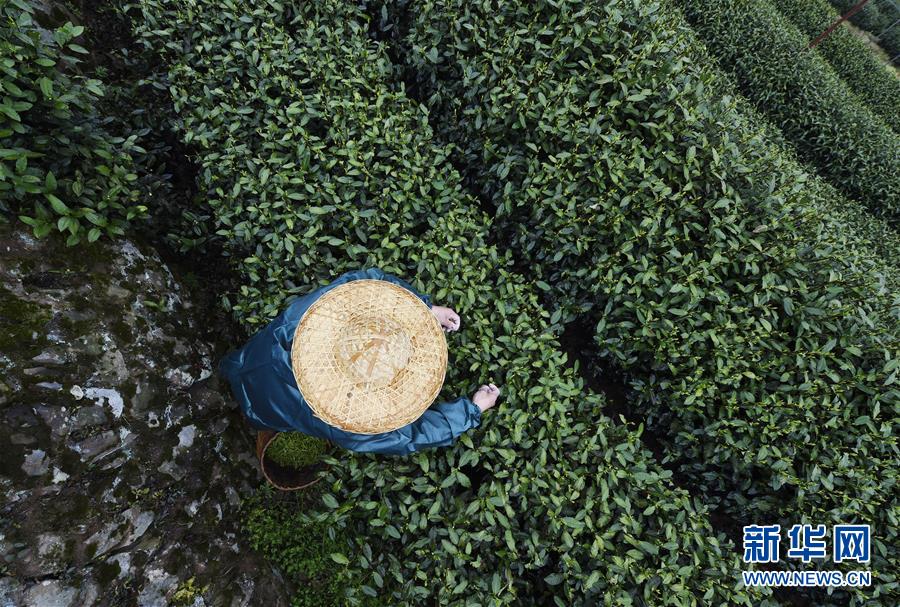 #（社会）（1）杭州西湖龙井春茶开采