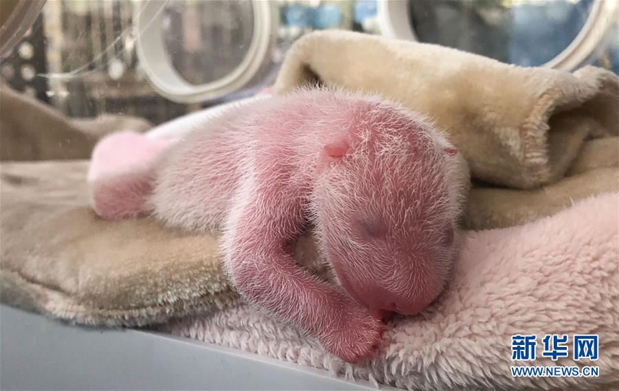 10月12日在成都大熊猫繁育研究基地拍摄的新出生的大熊猫宝宝之一.