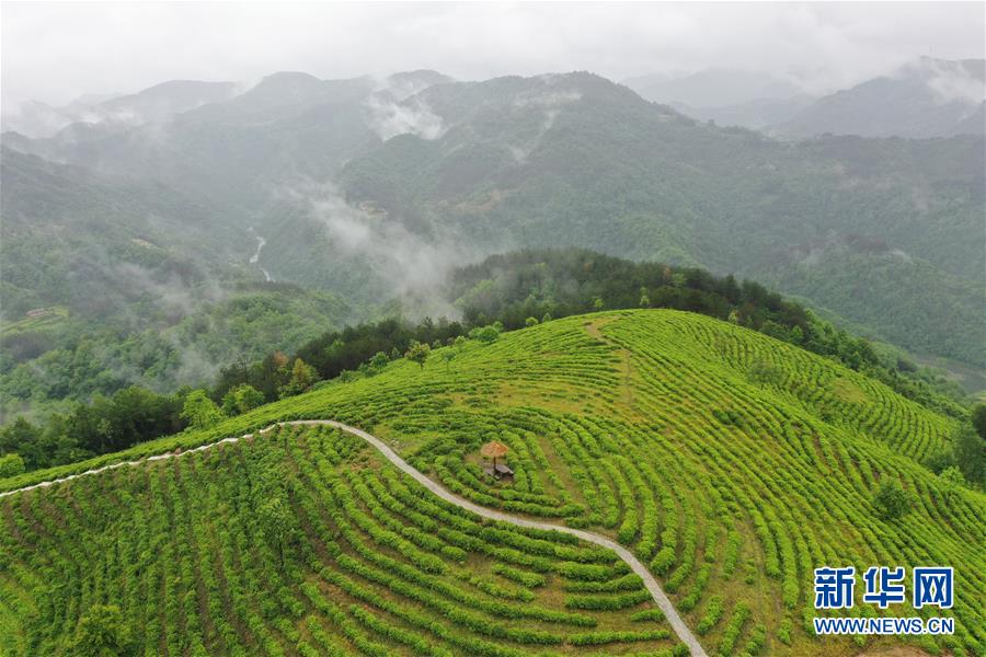 陕西省平利县老县镇蒋家坪村茶业现代示范园区(5月9日摄,无人机照片