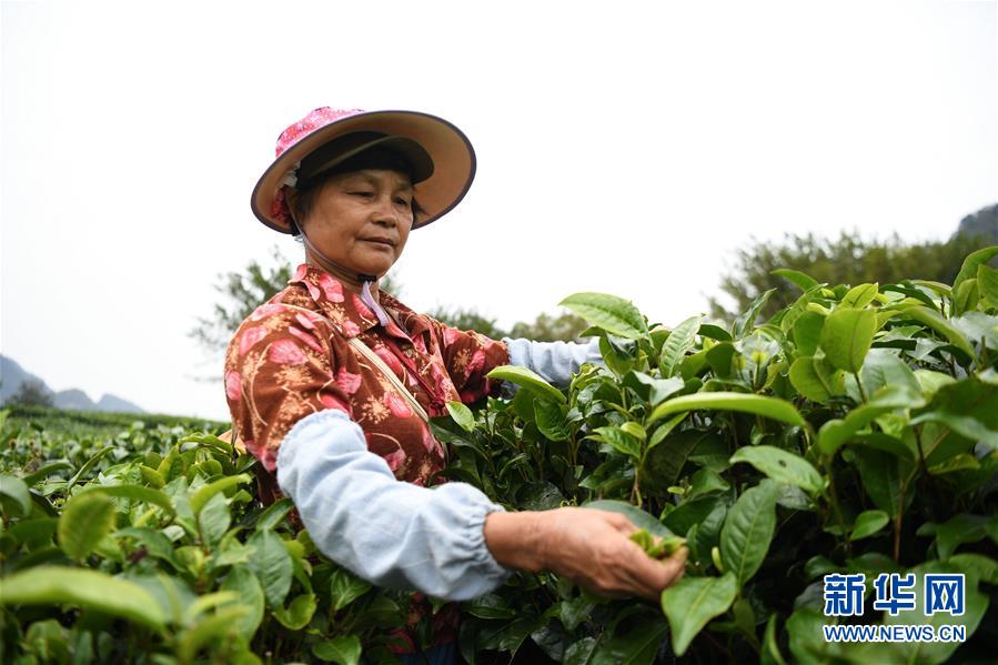 （社会）（2）岭南茶乡采茶忙