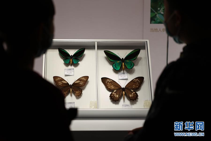 虫·逢——世界珍稀昆虫标本展在山东博物馆开展-新华网