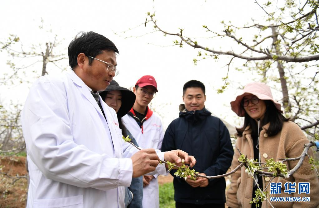 3月25日,西北农林科技大学园艺学院教授蔡宇良(左一)在铜川果树