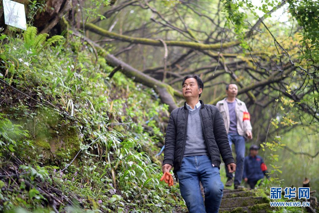 4月16日,护林员在纳雍县张家湾镇补作村珙桐花开的山林里巡查.