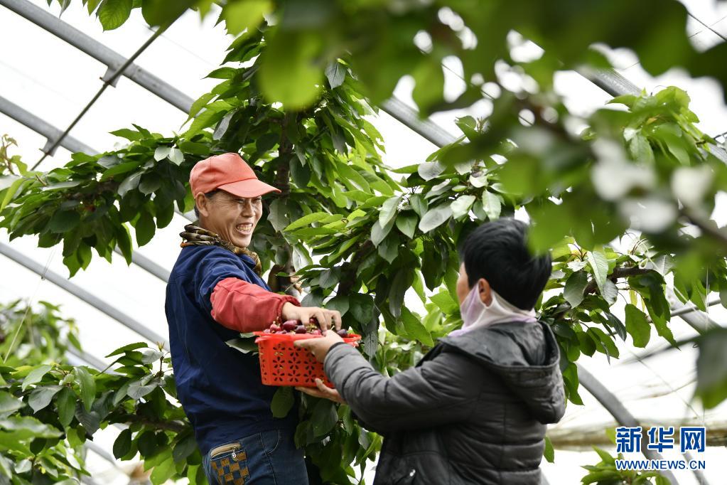 4月17日,滦州市茨榆坨镇芦苇庄村农民在大棚内采摘樱桃.