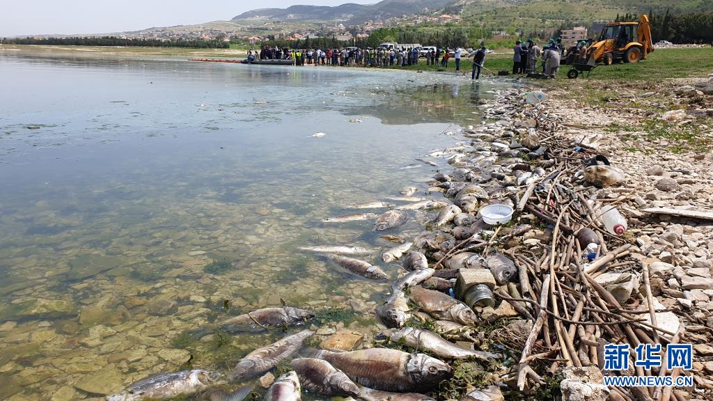 4月30日,在位于黎巴嫩贝卡地区的盖劳恩湖边有大量死鱼.