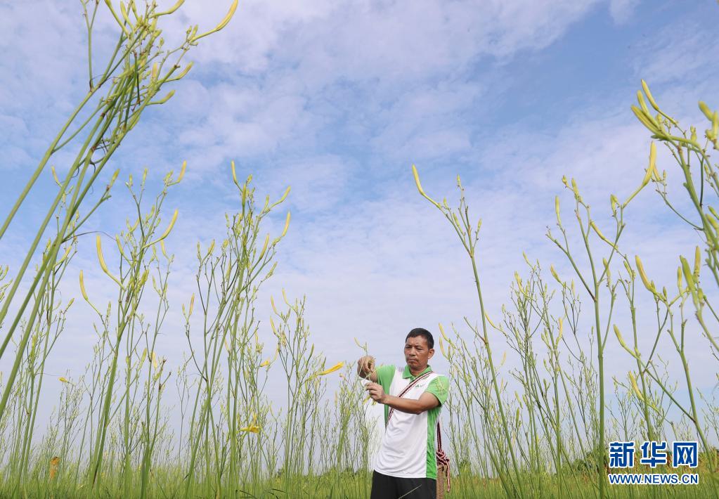 湖南祁东：小暑时节 黄花菜丰收富农家