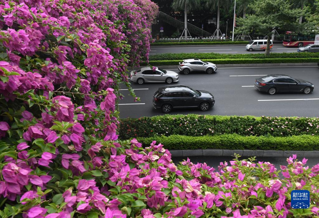 广西南宁:霜降时节花娇艳