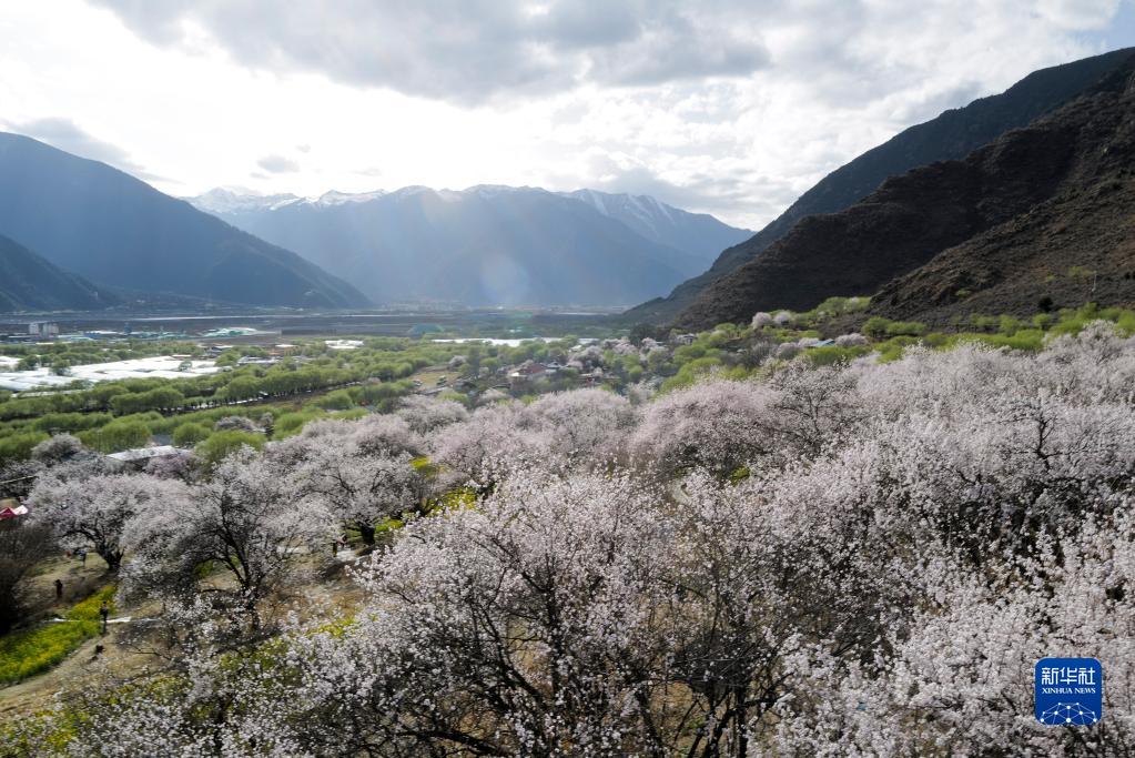 这是3月28日在西藏林芝嘎拉村拍摄的春日景色.