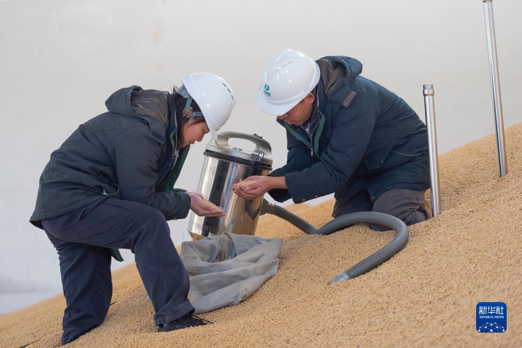 10月28日,在中央储备粮哈尔滨直属库有限公司,工作人员用扦样器对新