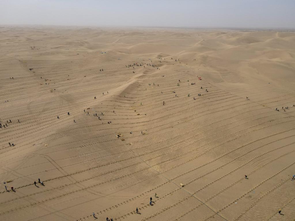 新疆且末：為沙漠添新綠
