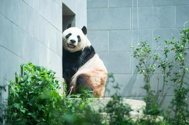 “靚仔們”的愜意生活——探訪澳門大熊貓館