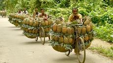 孟加拉國：菠蘿收獲