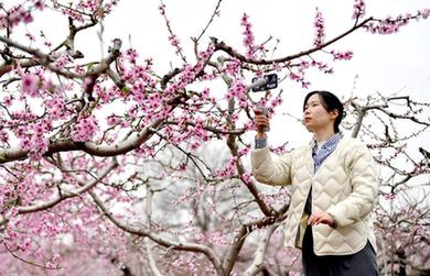 陕西临潼：雨过桃花分外新