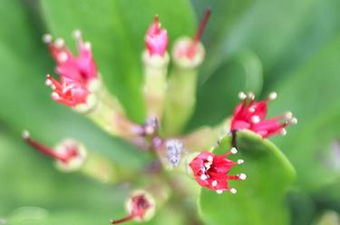 红树植物中的“大熊猫”红榄李迎来花期