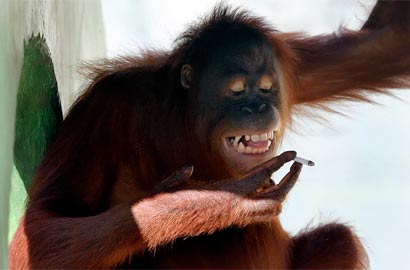 猩猩戒烟大象戴隐形眼镜 盘点全球动物搞笑图片
