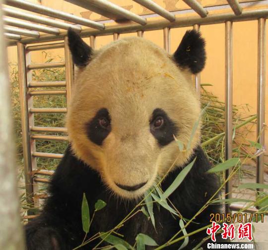 陕西圈养大熊猫感染犬瘟病已致3死(图)-时政频道-新华网