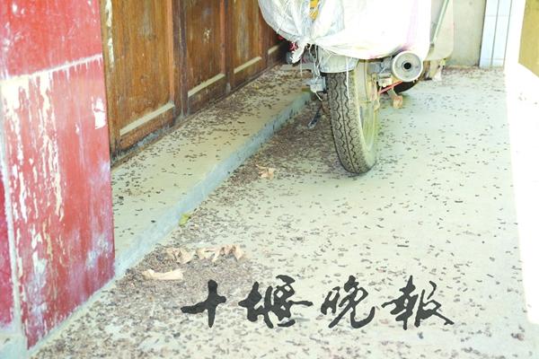 湖北多个乡镇千足虫泛滥 村民吃饭直往碗里掉