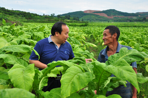 6月24日,廖桂生(左)在桂阳县龙潭街道山背村烟田与村民交流.