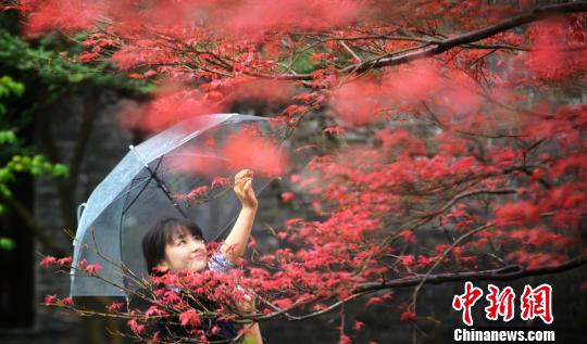 秋日扬州“枫”景迷人