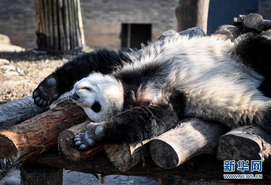 （社会）（4）大熊猫尽享冬日暖阳