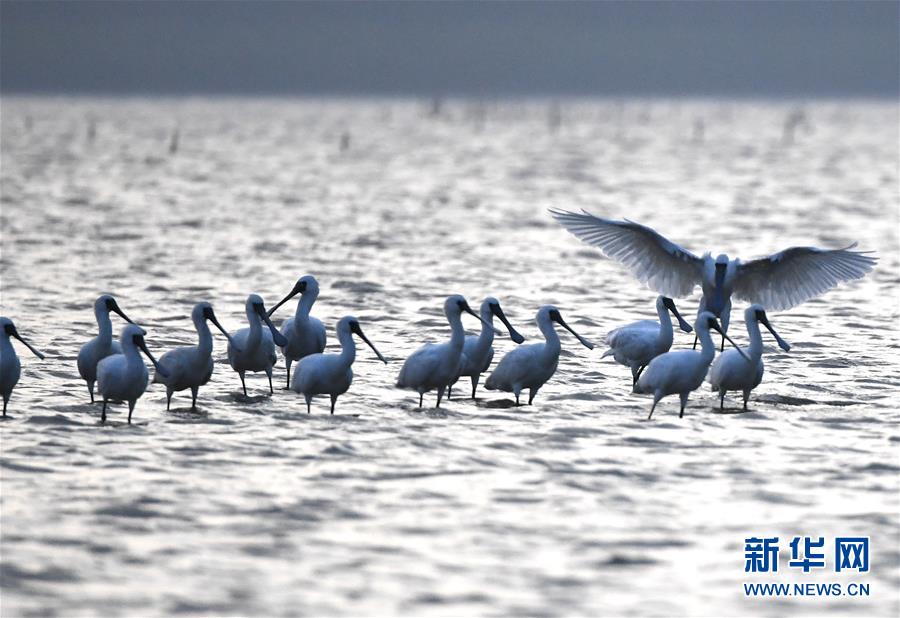 （图文互动）（4）十年树木、红树成林——“海上森林”回归记