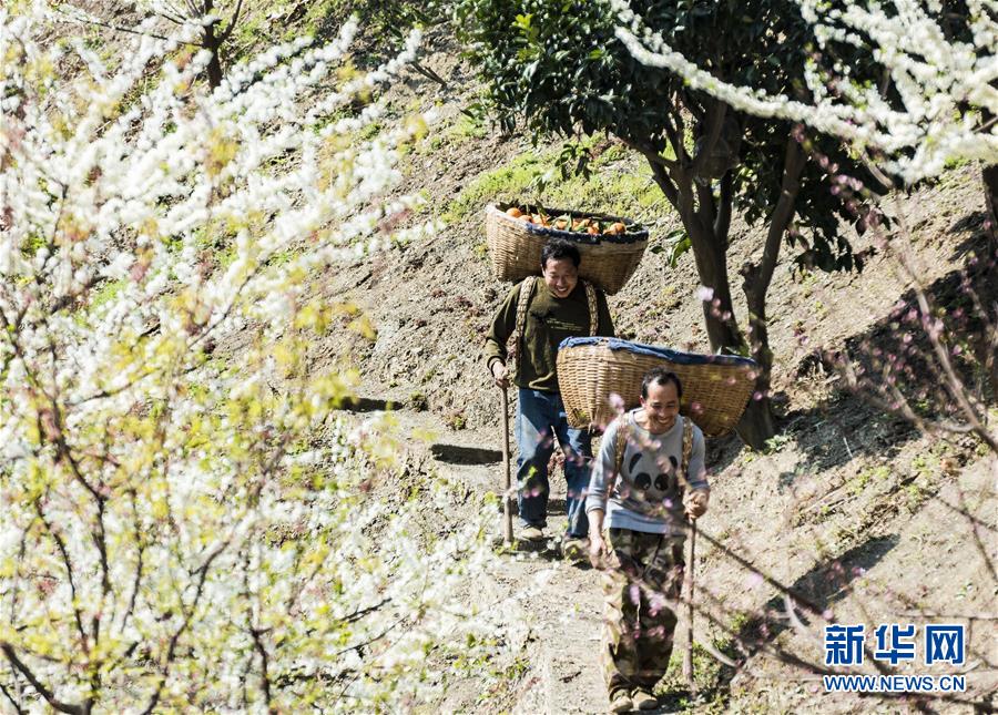 #（经济）（1）湖北秭归：“红肉脐橙”收获上市