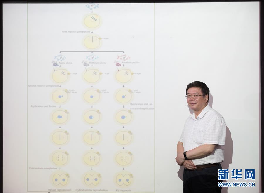 （科技）（2）中科院培育出银鲫新品种“中科5号”