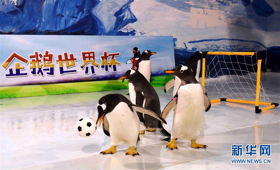 企鹅也踢世界杯