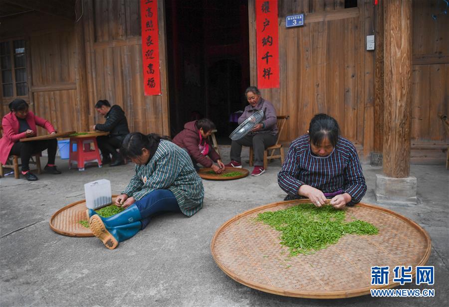 （社会）（4）福建武夷山：金骏眉开采 制茶忙