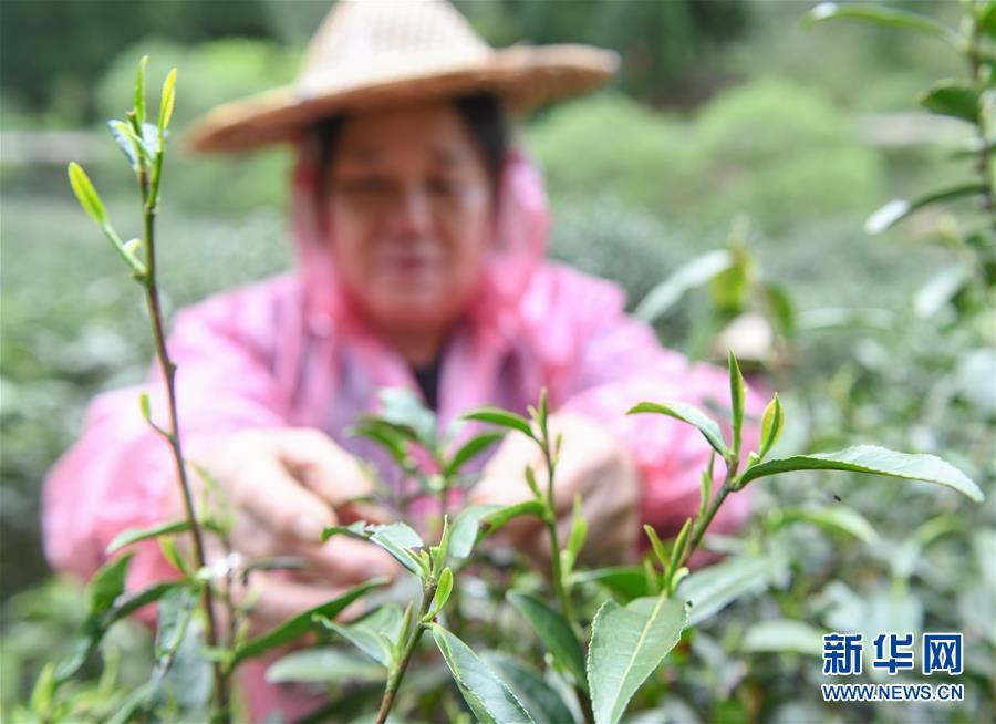 （社会）（5）福建武夷山：金骏眉开采 制茶忙