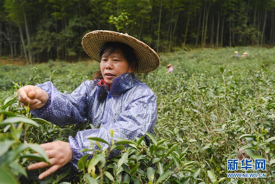 （社会）（6）福建武夷山：金骏眉开采 制茶忙