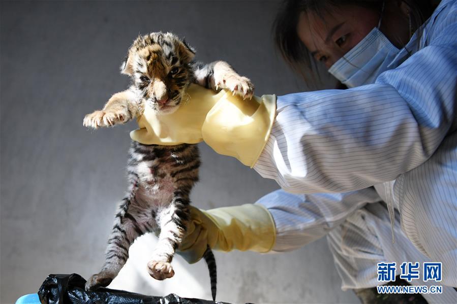 （图文互动）（2）中国横道河子猫科动物饲养繁育中心：东北虎“添丁”20余只