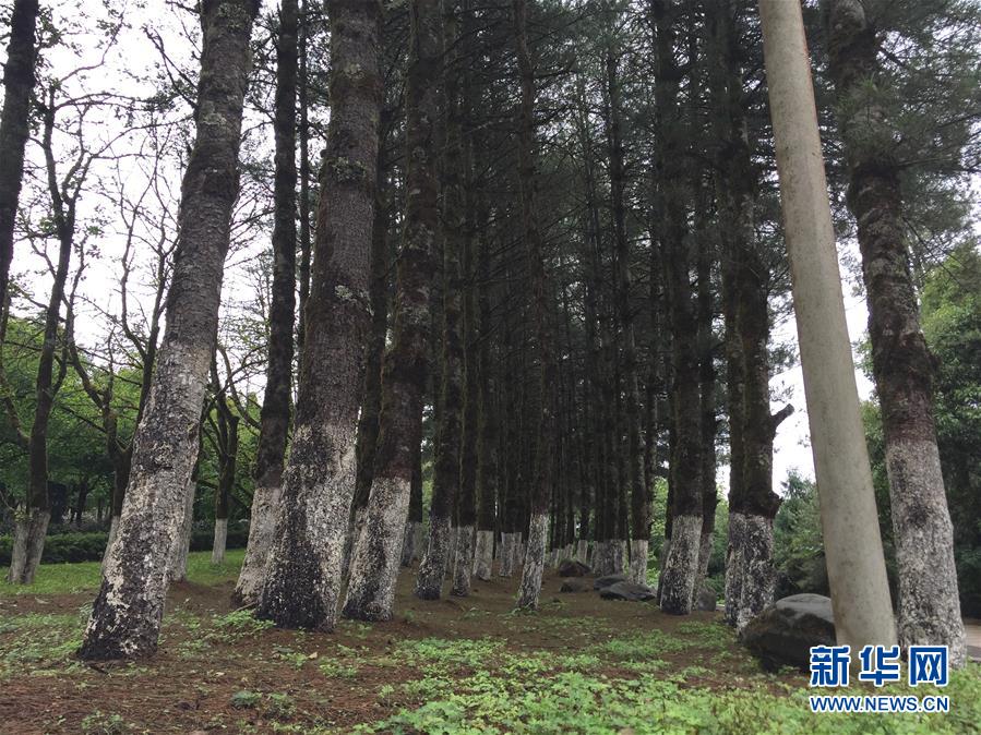 （不忘初心、牢记使命·图文互动）（4）“草鞋书记”杨善洲：用为民情怀筑起绿色丰碑