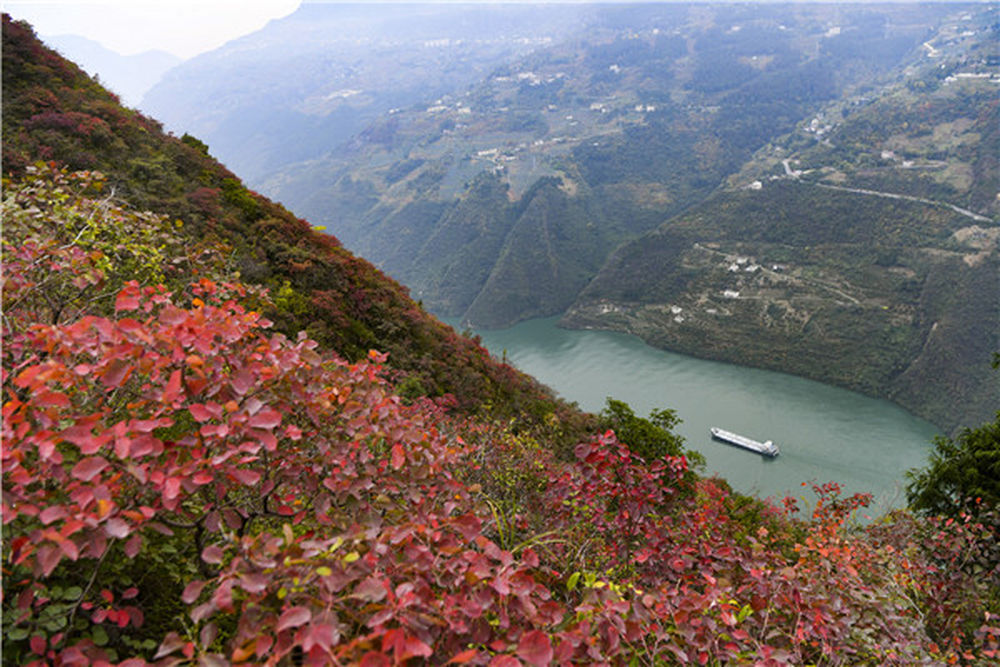 三峡库区发展进入新时代 位于三峡重庆库区的巫山县 长江三峡国际红叶