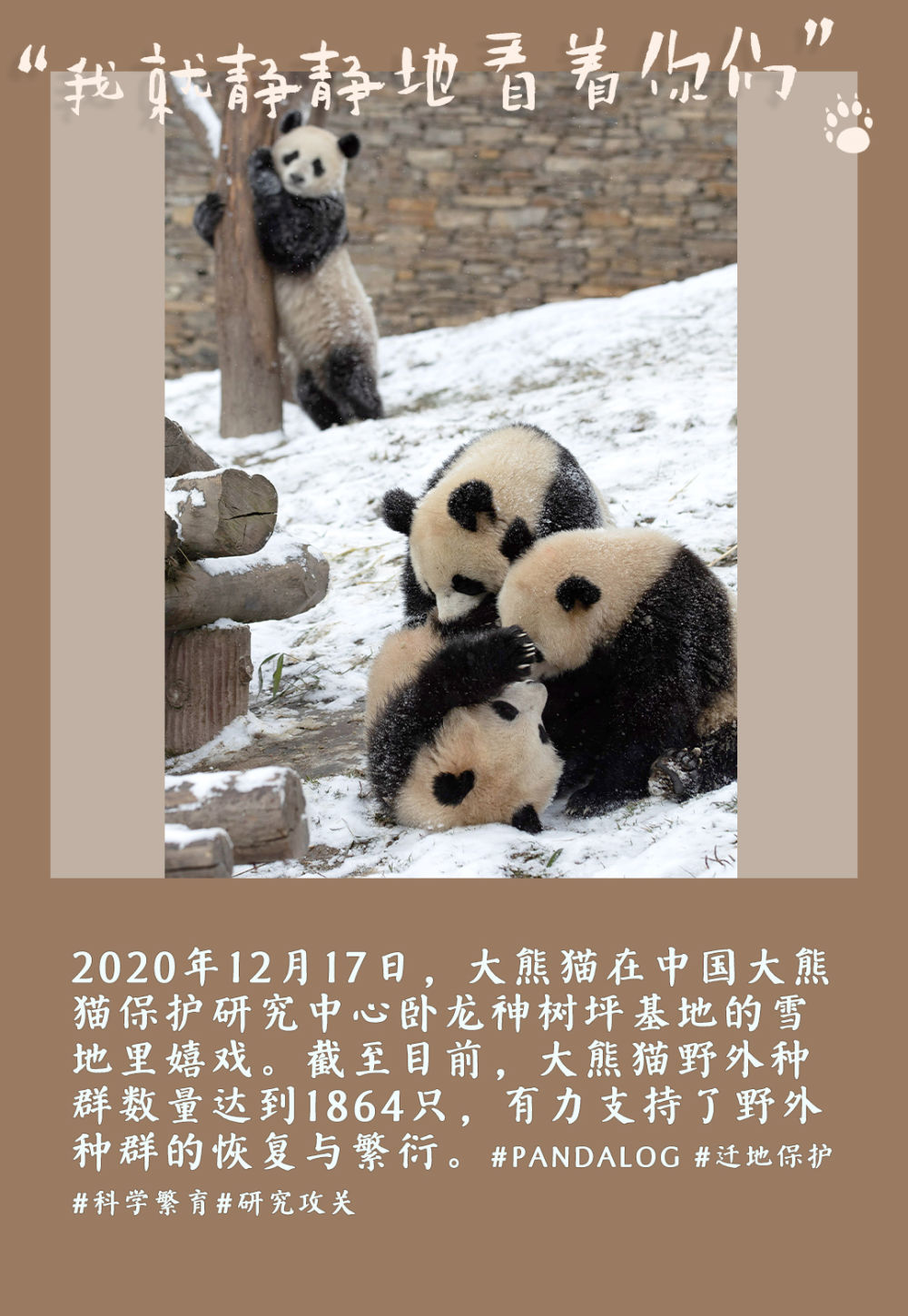 我国大熊猫保护取得积极成效 大熊猫种群从"濒危"到"易危 成为保护