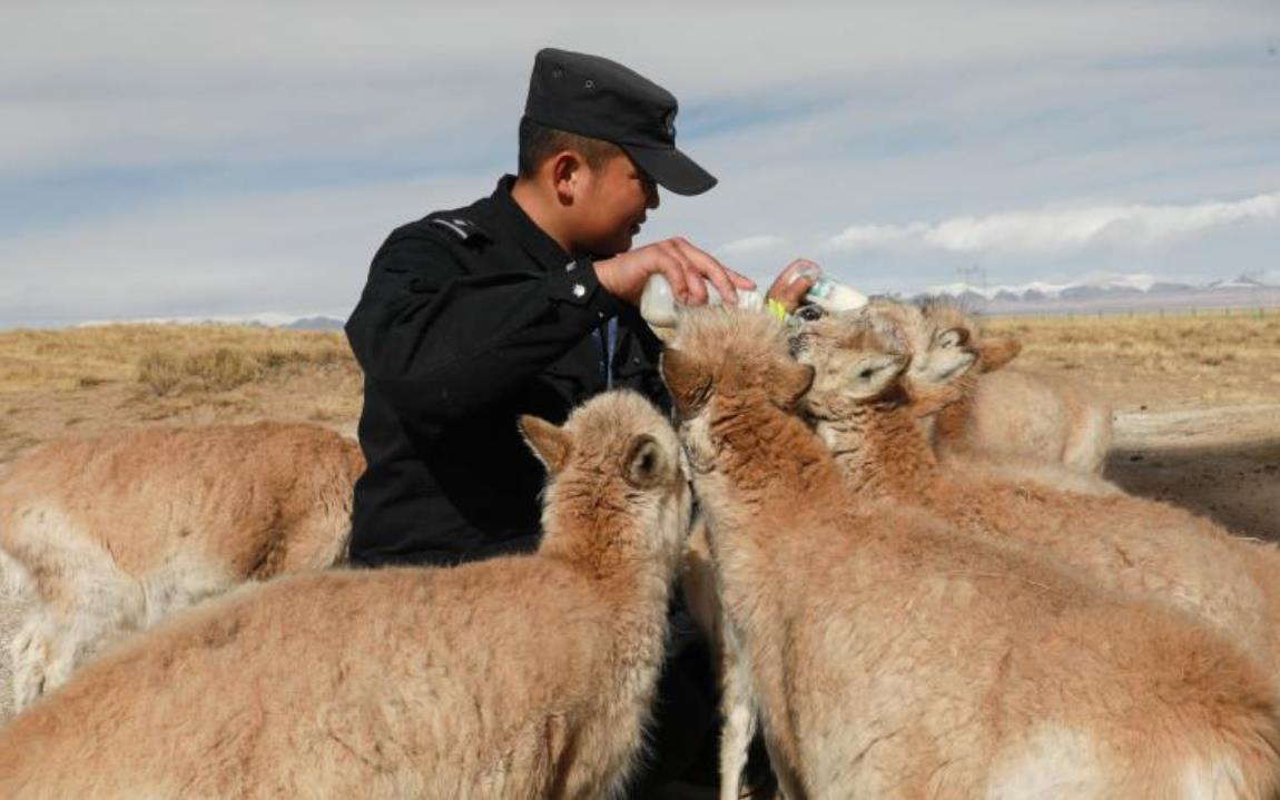可可西里的藏羚羊“幼儿园”