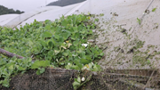 福建:受灾地区抢修道路清理农田